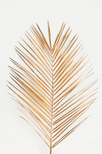 Malerifabrikken - Plakat Palmleaf gold - Guld - Posters - - Homeroom